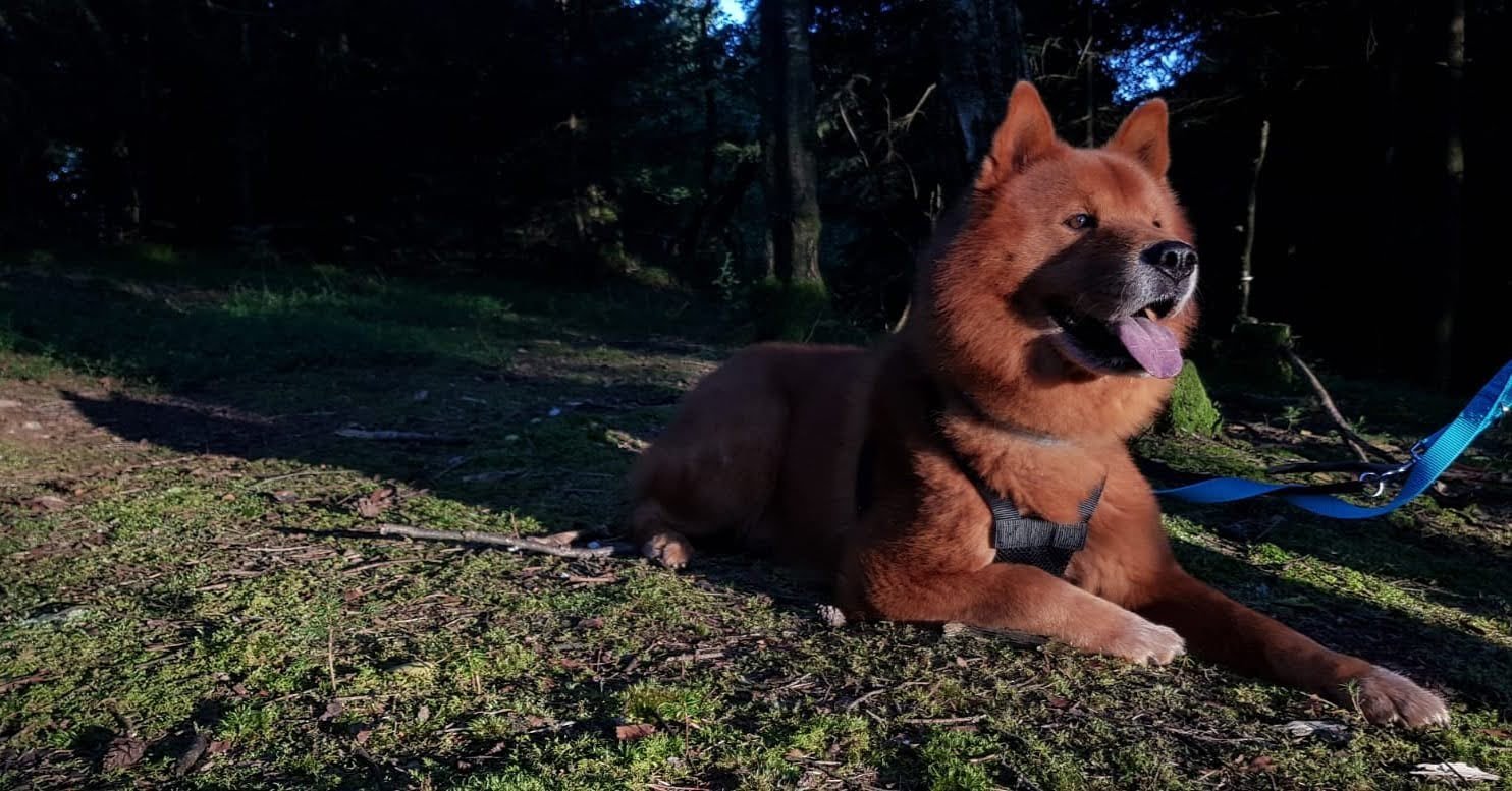 For The Love Of Dogs